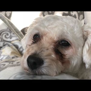 Meet your Posher, Afshin